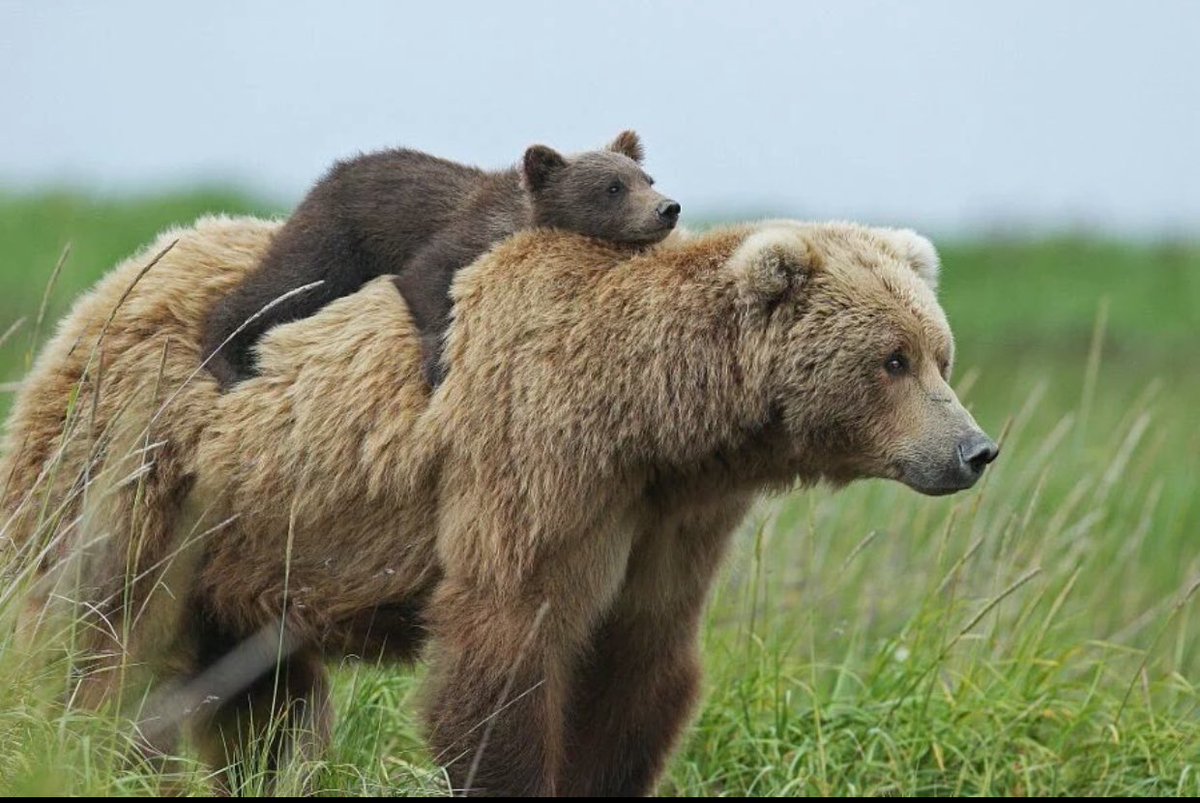 ViewAnimals's tweet photo. A mother bear and her cub | Photography by ©David Silverman. https://t.co/shvY4xTwxn