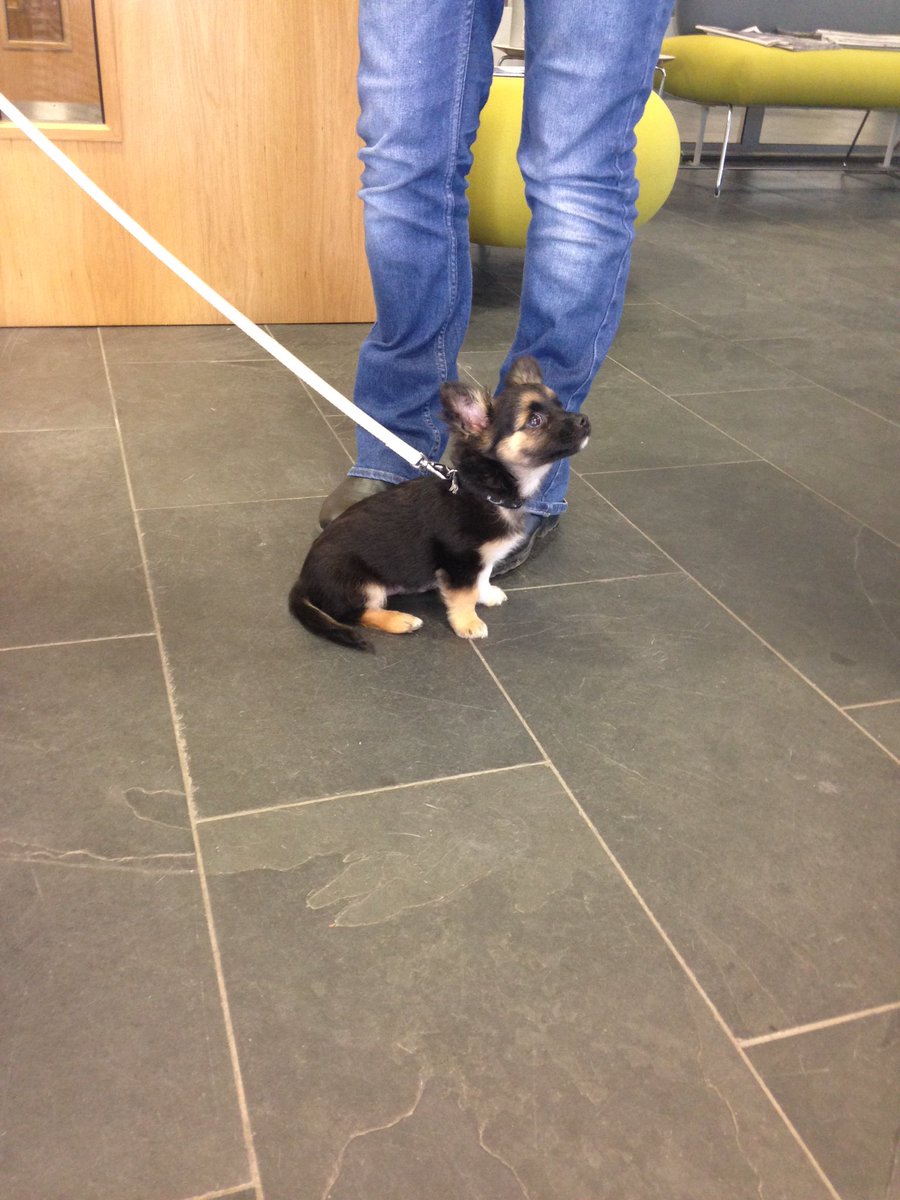 SABPConference's tweet photo. Look what Spring brought in meet Thor @StepJockey https://t.co/yqsccXzi9L