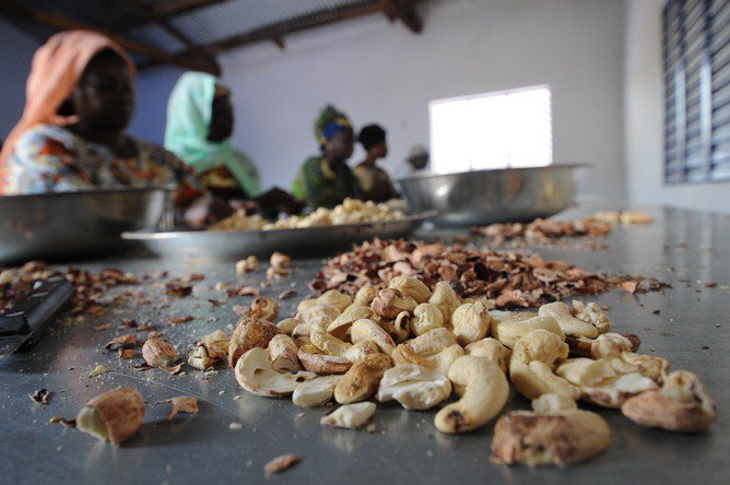 giz_gmbh's tweet photo. Glückwunsch an unsere Partner & Kollegen zum #DACPrize! Mehr zur @AfricanCashewIn https://t.co/YiDSW1qxWO https://t.co/YnOJwcZNQT