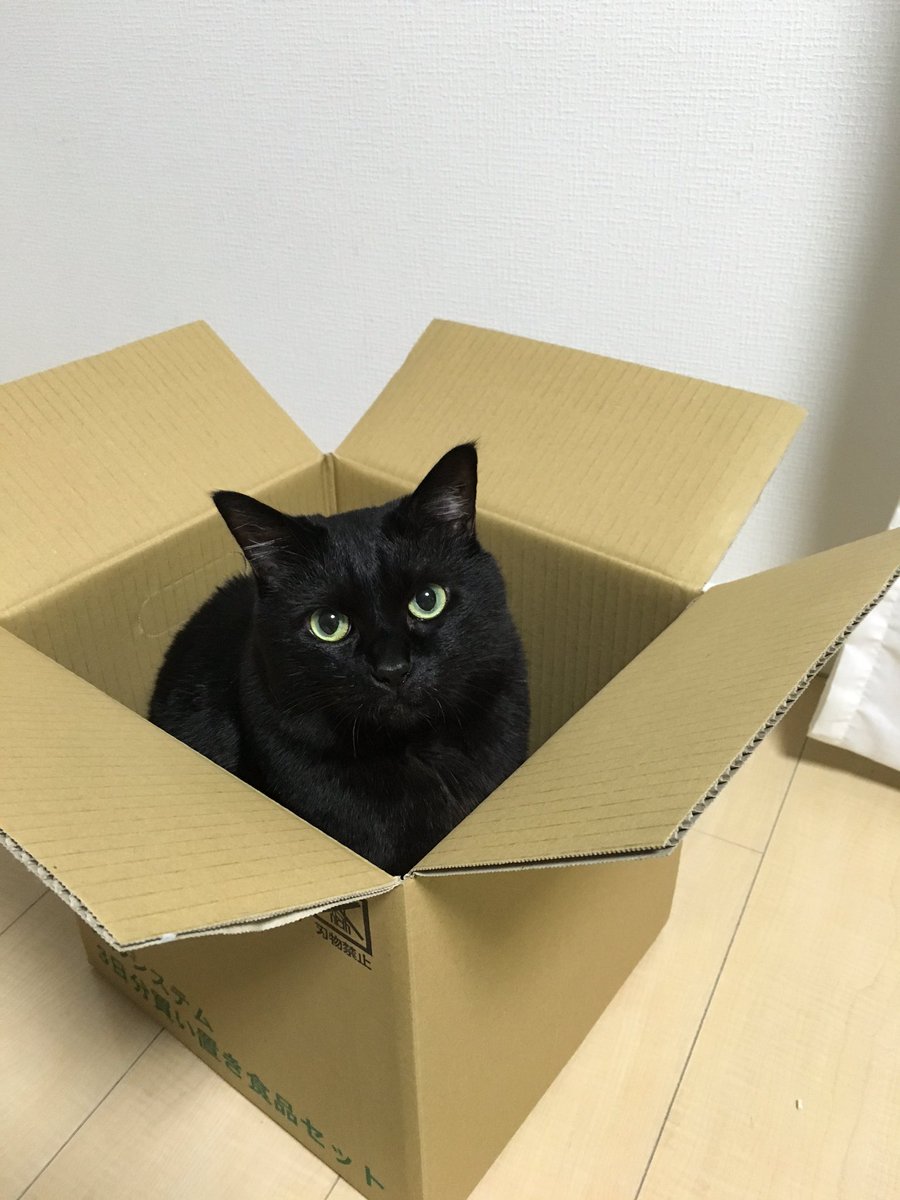 ChiiRock's tweet photo. 何で入っちゃの〜猫って〜かわいい（＾∇＾）🐱❤️🐱 https://t.co/CWjHTDwGOc