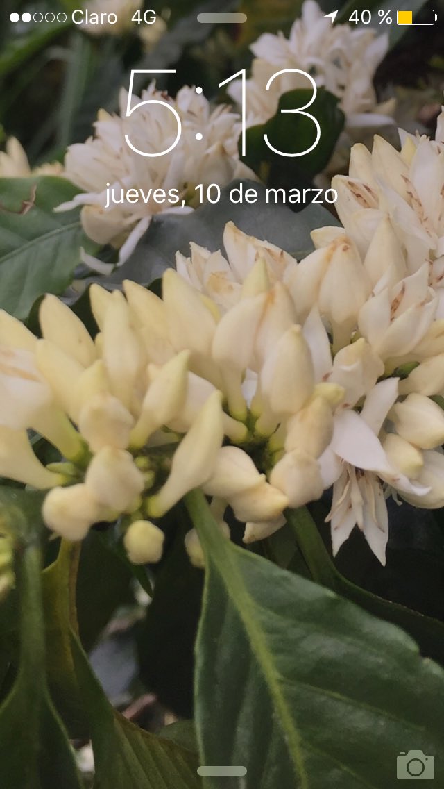 cafeoropendula2's tweet photo. Empieza otra historia de producción sostenible...florece la cosecha 2016 @cafeoropendula2 @CAFICOSTA @earr91 https://t.co/lgIsjj6SoQ