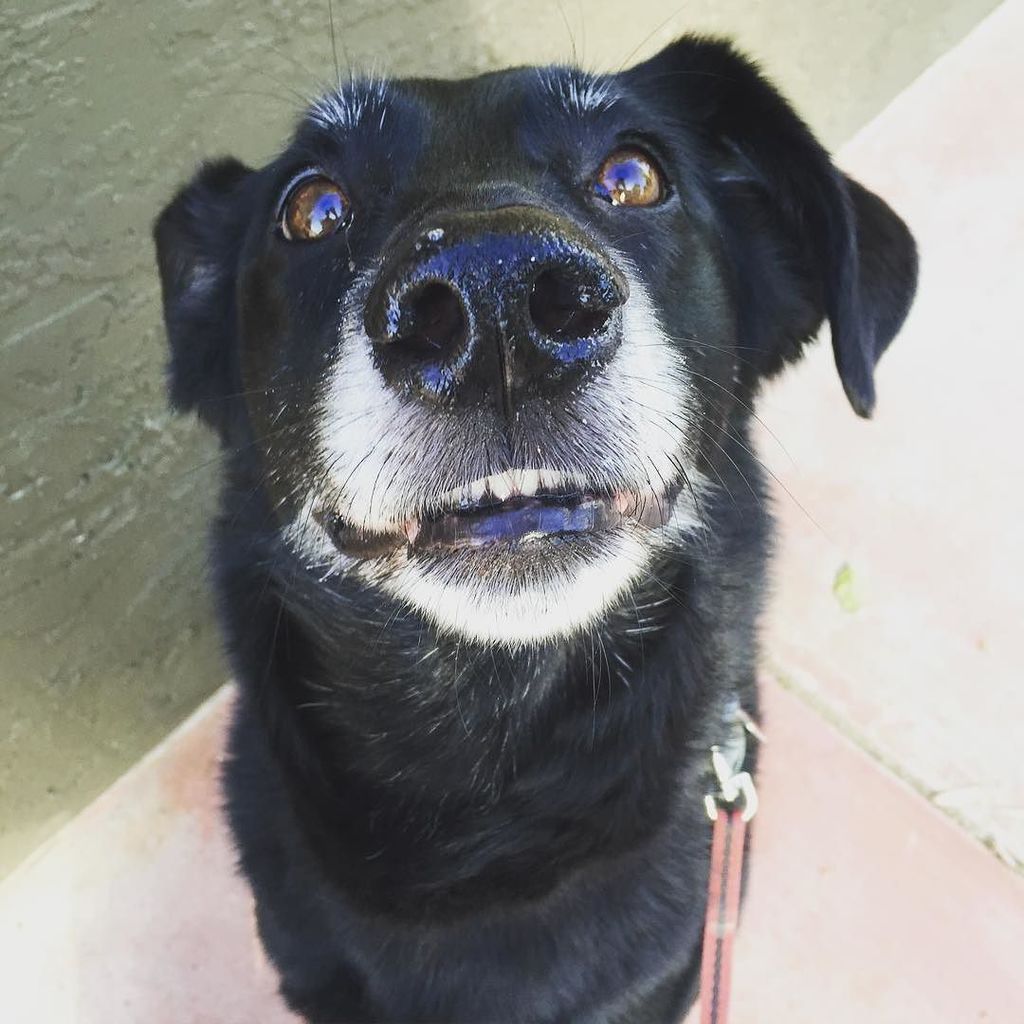 DecadentDogSD's tweet photo. "Hi! My name is Annie and I'm a #DecadentDog. I have no idea what face I'm making but Uncl… https://t.co/CawkRWq0Vo https://t.co/DqPDgBIqvI