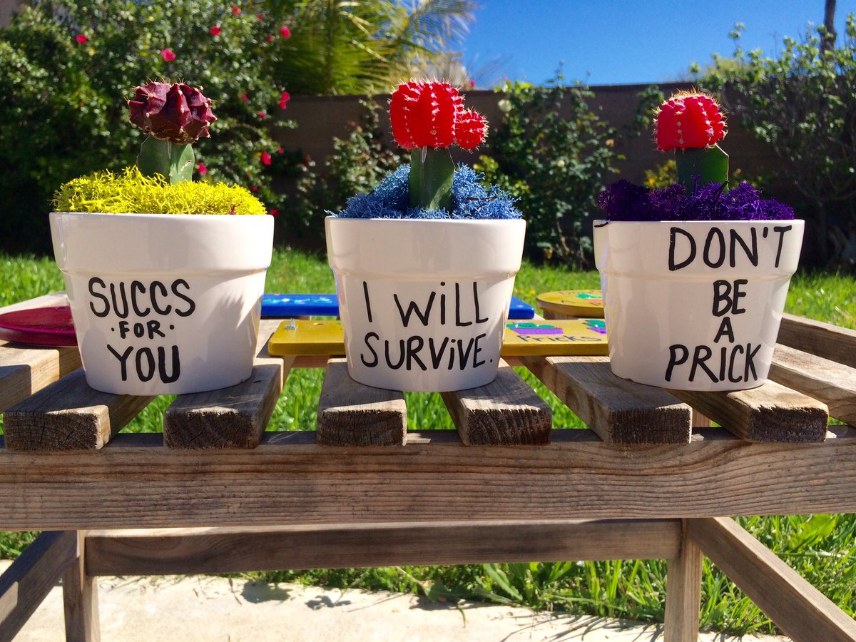 Check out the cute Terrarium's you can build at the <a href="/CaliIrishFest/">California Irish</a> 🌵💚🍀 Stop by the #SucculentMoonPlantcare