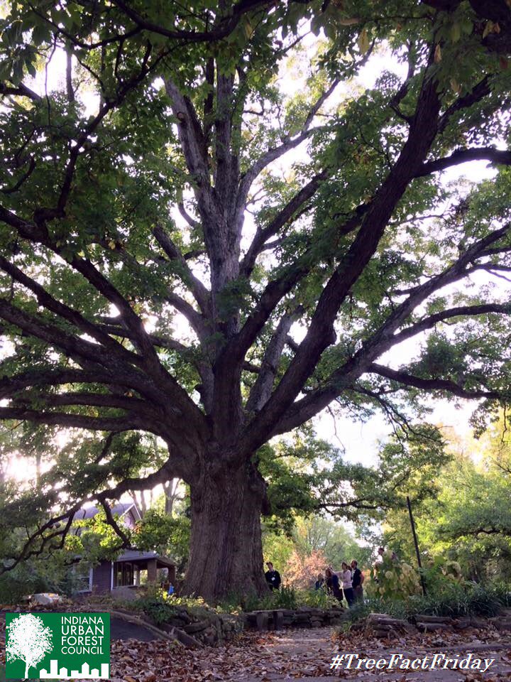IN_UrbanForest's tweet photo. #TreeFactFriday 🌳🌲Trees and vegetation can raise property values up to 37%

@alliance4trees

https://t.co/yVJftGlp7j https://t.co/Bl3Fr1mVzx