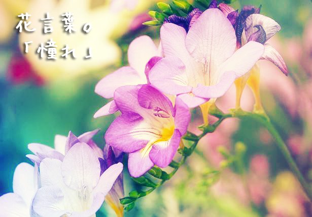 フリージアのtwitterイラスト検索結果 古い順