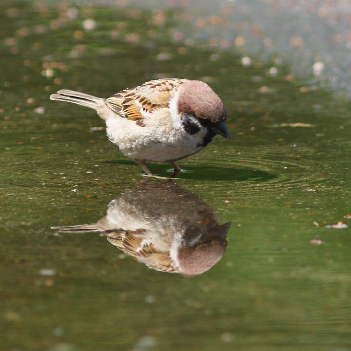 いま流行り めちゃカワ動物 در توییتر このモフモフの子は水浴びに来たのに 水面に映る自分の姿を見てうっとりとしていた T Co Vvfbu8qz3q
