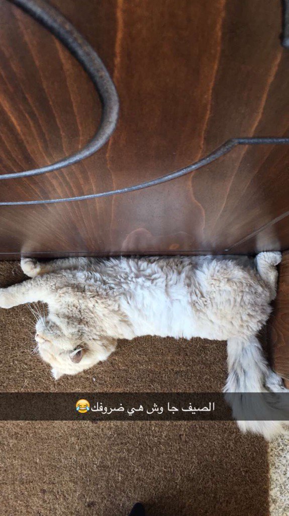 AliaAlsowaidi's tweet image. Lol