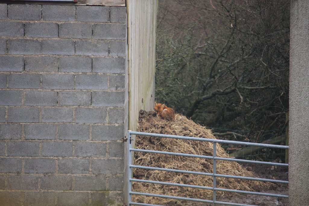 _keeptheban's tweet photo. From our window about 10mins ago; feeling privilaged to have seen this handsome chap having a snooze  #KeepTheBan https://t.co/bkCPsXf7DE