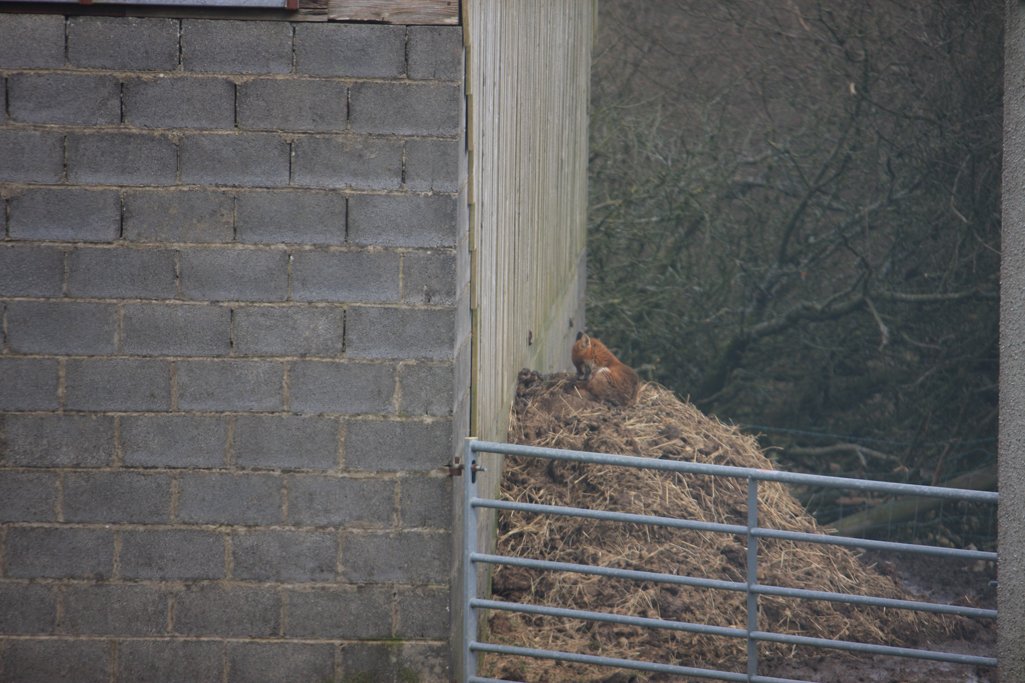 _keeptheban's tweet photo. From our window about 10mins ago; feeling privilaged to have seen this handsome chap having a snooze  #KeepTheBan https://t.co/bkCPsXf7DE