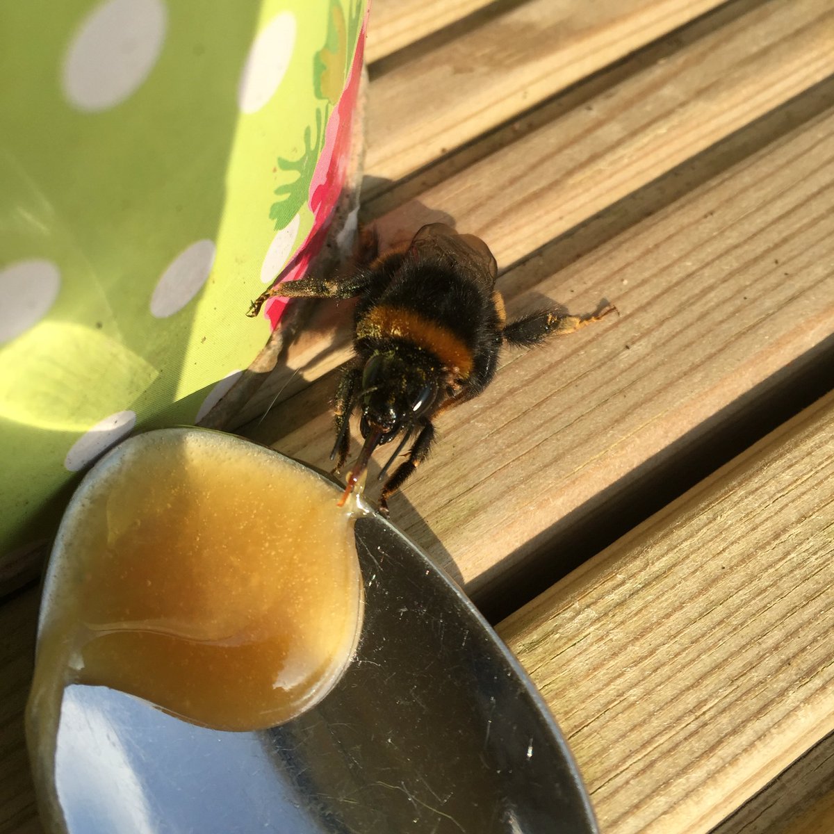 gemma_petstails's tweet photo. First Queen of Spring deserves only the best Manuka honey for an energy boost! https://t.co/4xHnjGNehH