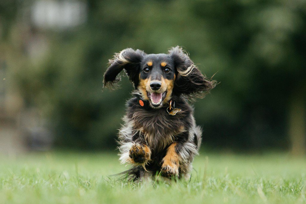 TheMemo's tweet image. These are the high-tech gadgets for dogs on show at Crufts buff.ly/1RbbgXz @Code3d_uk @PitPatPet #Crufts2016