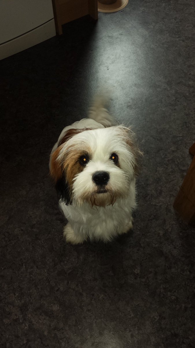 barclaypuppy's tweet photo. Mummy has trimmed my eyes. I can see again! #womanhuman https://t.co/DeoNQ9LMs3