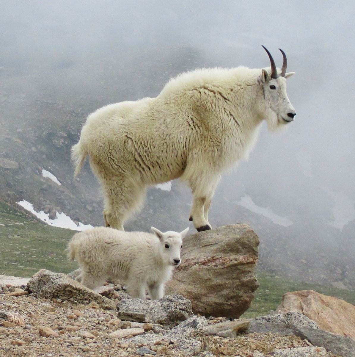 daddyruinsit's tweet photo. Wait, Goats and #Oreo Cookies? Maybe: https://t.co/O5uXxOBheR #2016MMM #feartheGoat #KIDSneedscience #getit? https://t.co/YyLwn4ux7A