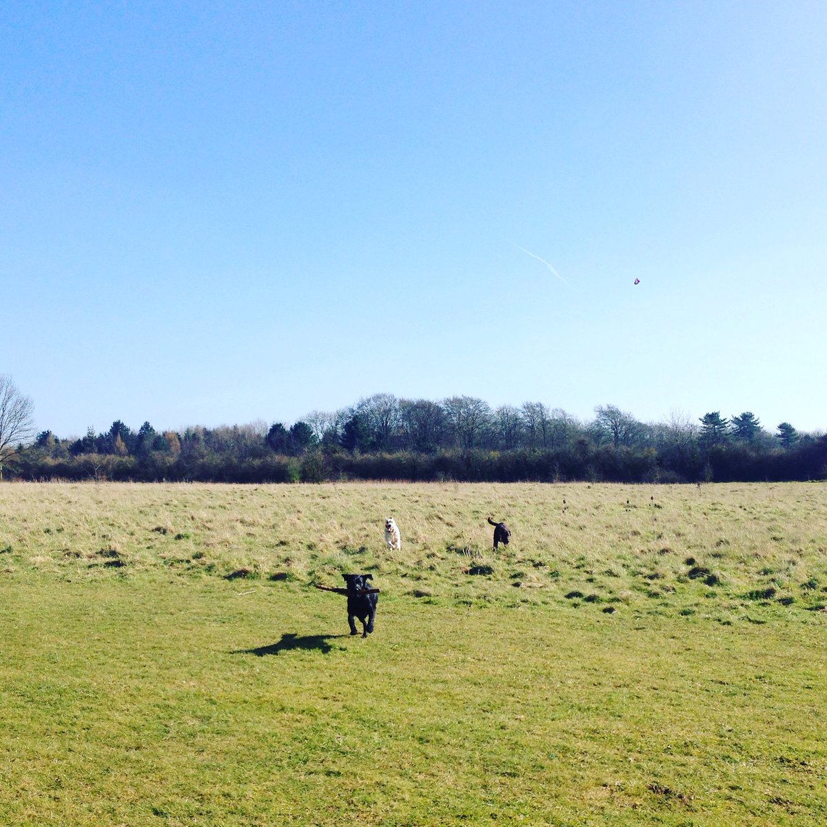 fpwalks's tweet image. Lovely afternoon walk with this lot 😍 ☀️💦#fourpawswalks #dogwalk