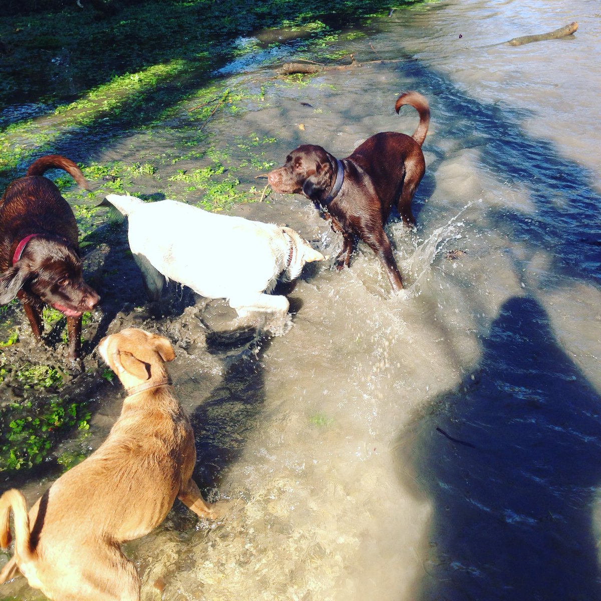 fpwalks's tweet image. Lovely afternoon walk with this lot 😍 ☀️💦#fourpawswalks #dogwalk
