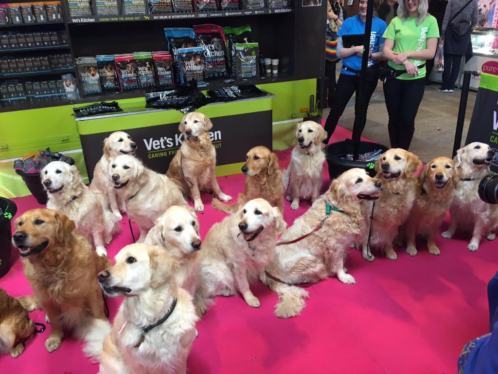 Vets_Kitchen's tweet image. RT if this is your idea of heaven! Say hello to the amazing Southern Golden Retriever Society Display Team!