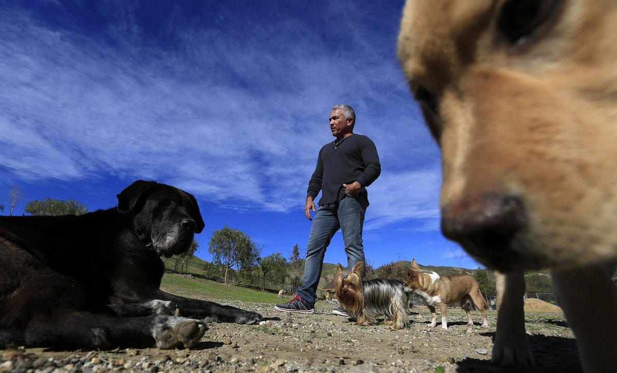 LANow's tweet photo. 'Dog Whisperer' Cesar Millan investigated after animal cruelty complaint https://t.co/qP8txV7dmd https://t.co/bS1GnJBulQ
