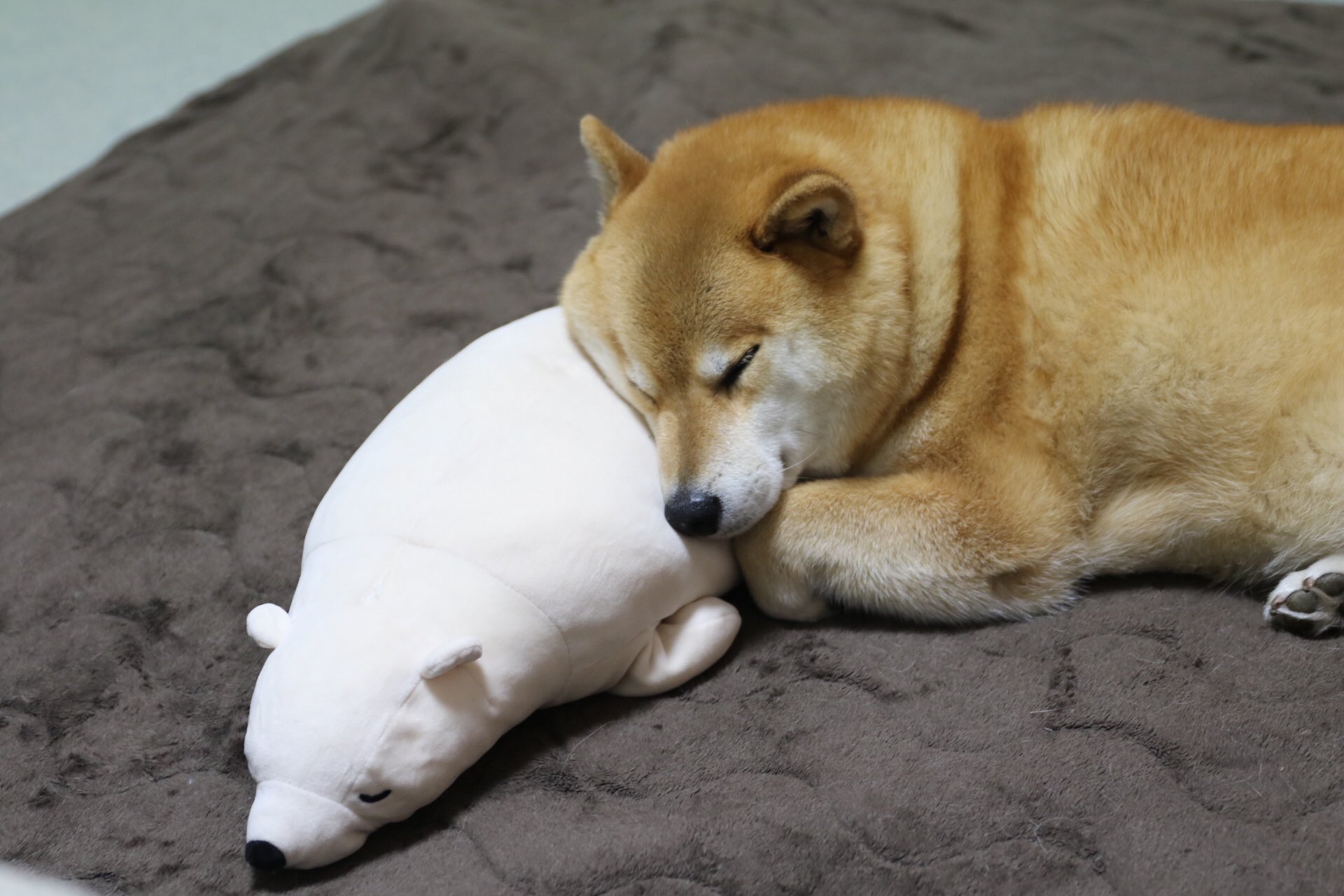 柴犬まる ちょっとケツ貸せや T Co Tsfxqs2ato Twitter