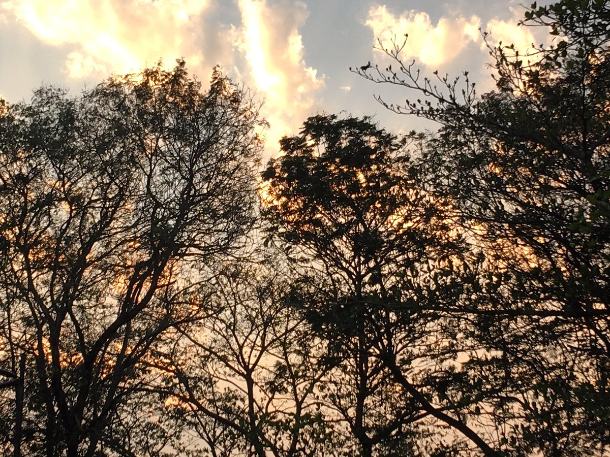 dasnamit's tweet photo. It's perfect when he draws it! #eveninglight #mumbairacecourse https://t.co/wMFRXPJZY9
