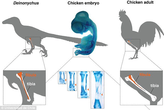 DailyMail's tweet photo. Scientist grow a dinosaur leg on a CHICKEN in bizarre 'reverse evolution' experiment https://t.co/08lwnNAq5g https://t.co/kSZsnBduG8