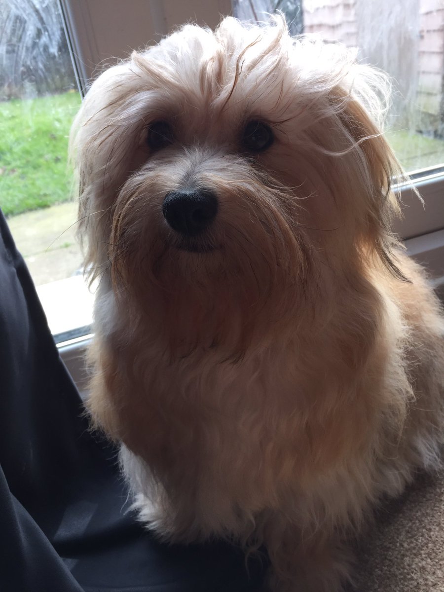 My beautiful Charlie #c4crufts #crufts2016 #havanese