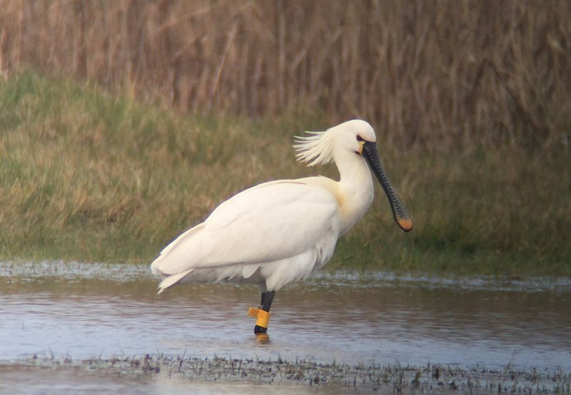 norfolkbirdtour's tweet photo. 3 Spoonbills (2ads) first at Cley, then at Salthouse this pm - 1 c-ringed in NL 2011, seen Blakeney/Stiffkey in 2015 https://t.co/rWqOcyTFUY