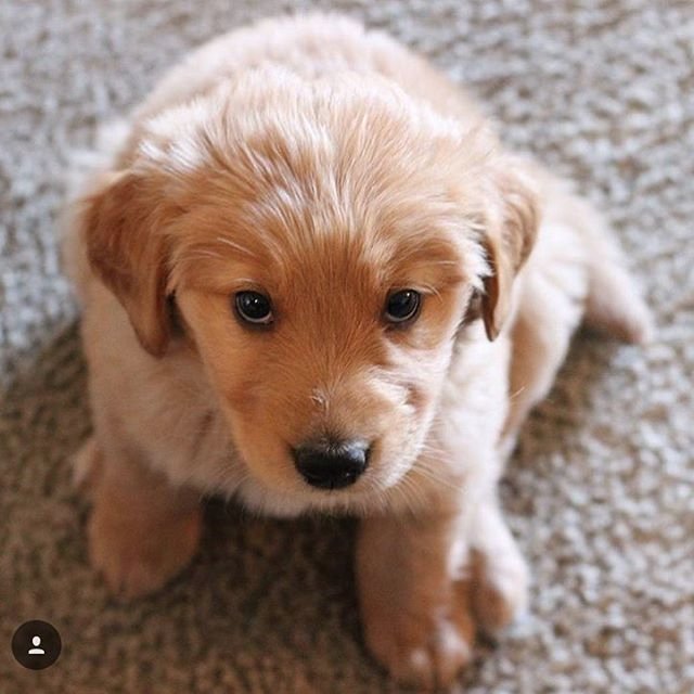 Paws_onCook's tweet photo. "I know you're sleepy but can we pleaassee go for that morning walk?" #dogsoftwitter #dogsofyyj #yyj https://t.co/IGCysIok5z