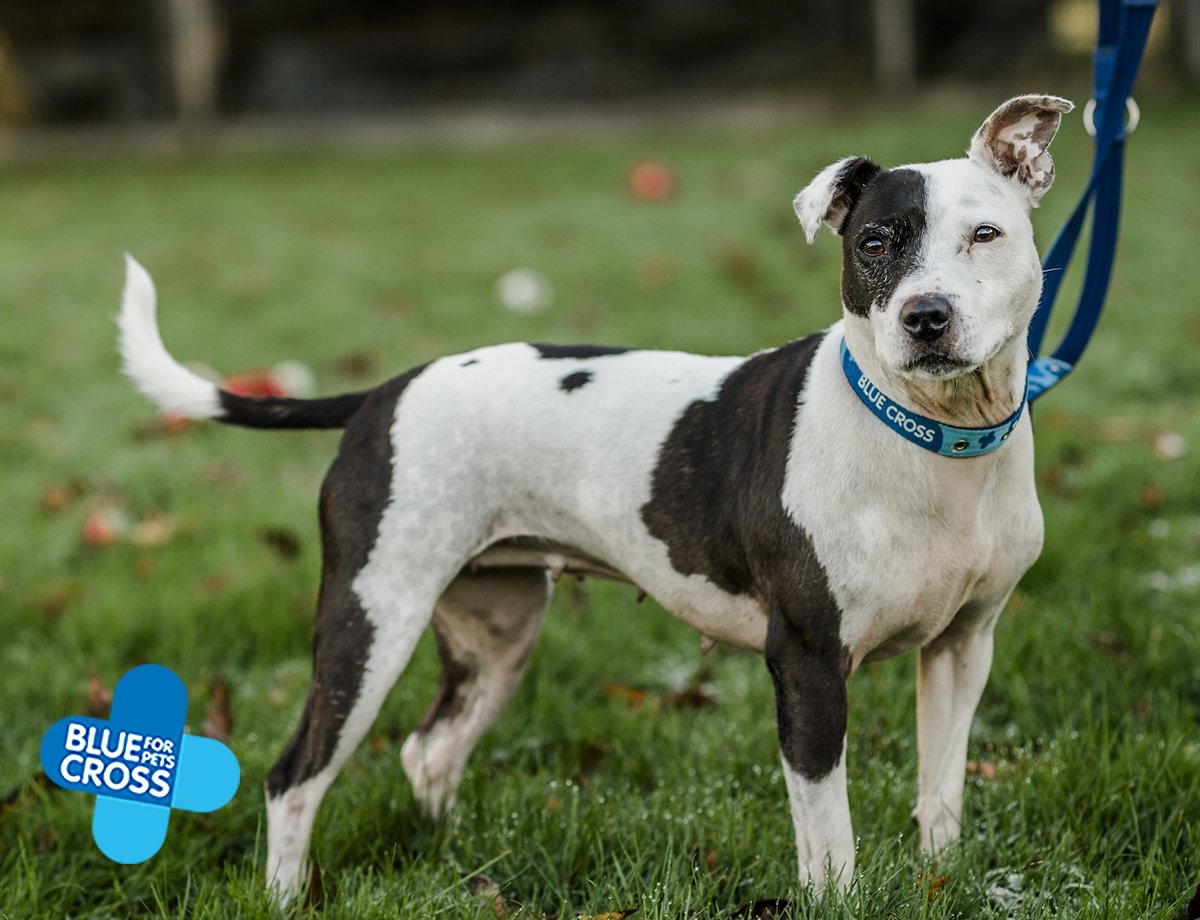 The_Blue_Cross's tweet photo. Neutering myths debunked - from 'emasculating' your male dog to 'broody' females https://t.co/2hvXsLDLAA https://t.co/2OfQtudDRc