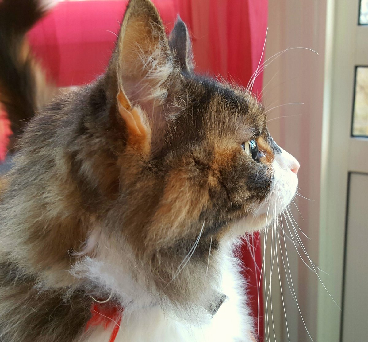 _Pythia_'s tweet photo. @M_R_Stoddard
So sweet!
Below is my borrowed holiday cat - annoyed she isn't allowed to go out. #anothercat https://t.co/SWJj1B6FfC