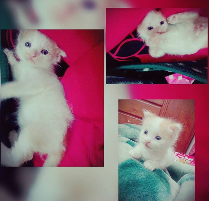 shetu_mahmuda's tweet photo. My sweetoooo #michen :*
@Sanam_Official @Aparna_srvstv https://t.co/AnCtsBcduD