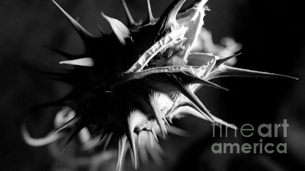 AdLibitur2012's tweet photo. New artwork for sale! - "Thorn Apple 1" - https://t.co/ijXYKE3Vdd @fineartamerica https://t.co/csX6shRfi3