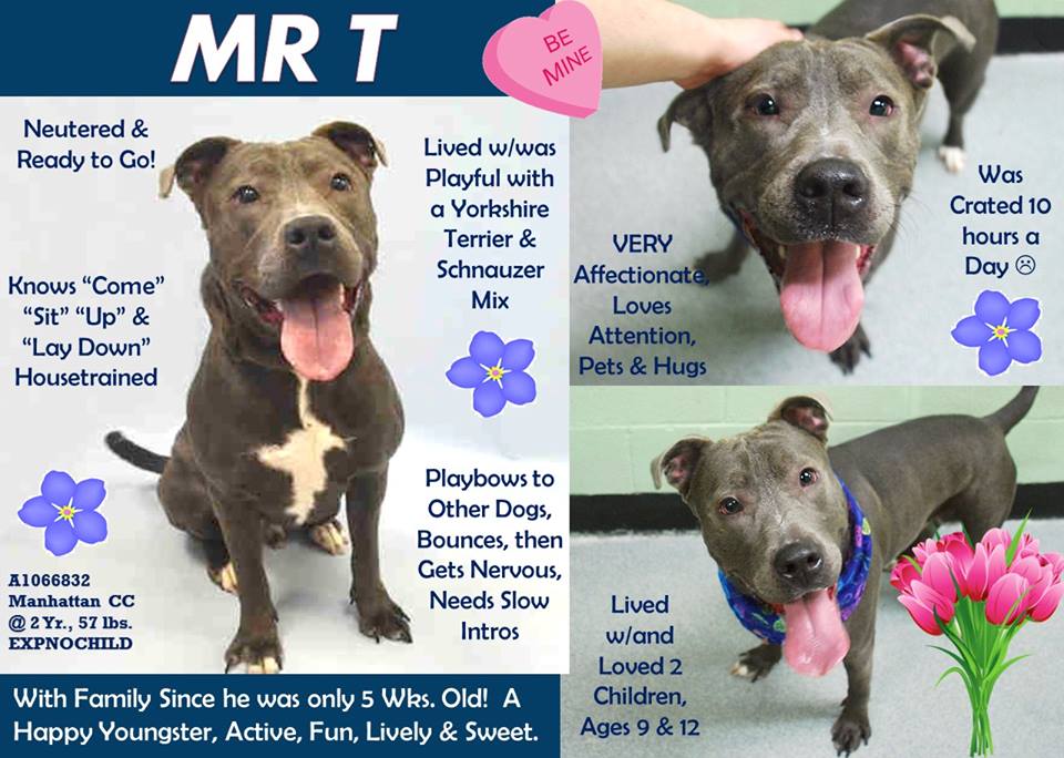 LewisandGregory's tweet photo. @TheRealToriNYC @HaveAHeartNY @BulliesNCompany @shellieRNCEN @Broken_Paws_Int @NYCDog @JoyWhittaker5 @dogvillenews https://t.co/9a8P5DIKzJ