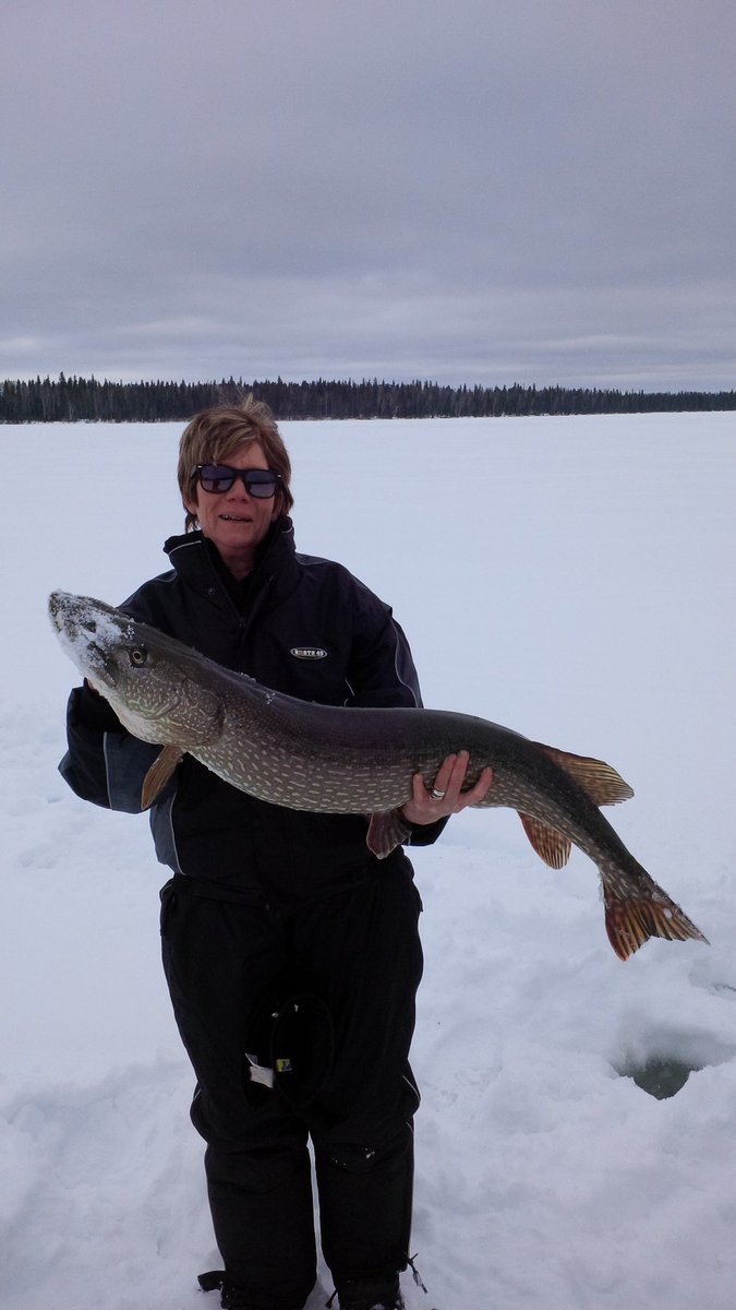 viking_lodge's tweet photo. Successful day at Pothier Lake - 43" Pike! https://t.co/MFkwgwFkX0