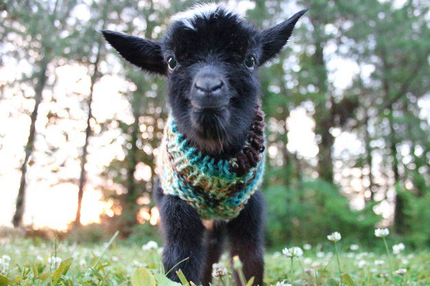 centaur_fencing's tweet photo. IWillSmileTodayBecause of baby goats in sweaters :) #IfHeFollowsMeHomeCanIKeepHim #socute https://t.co/fUXA8gandf