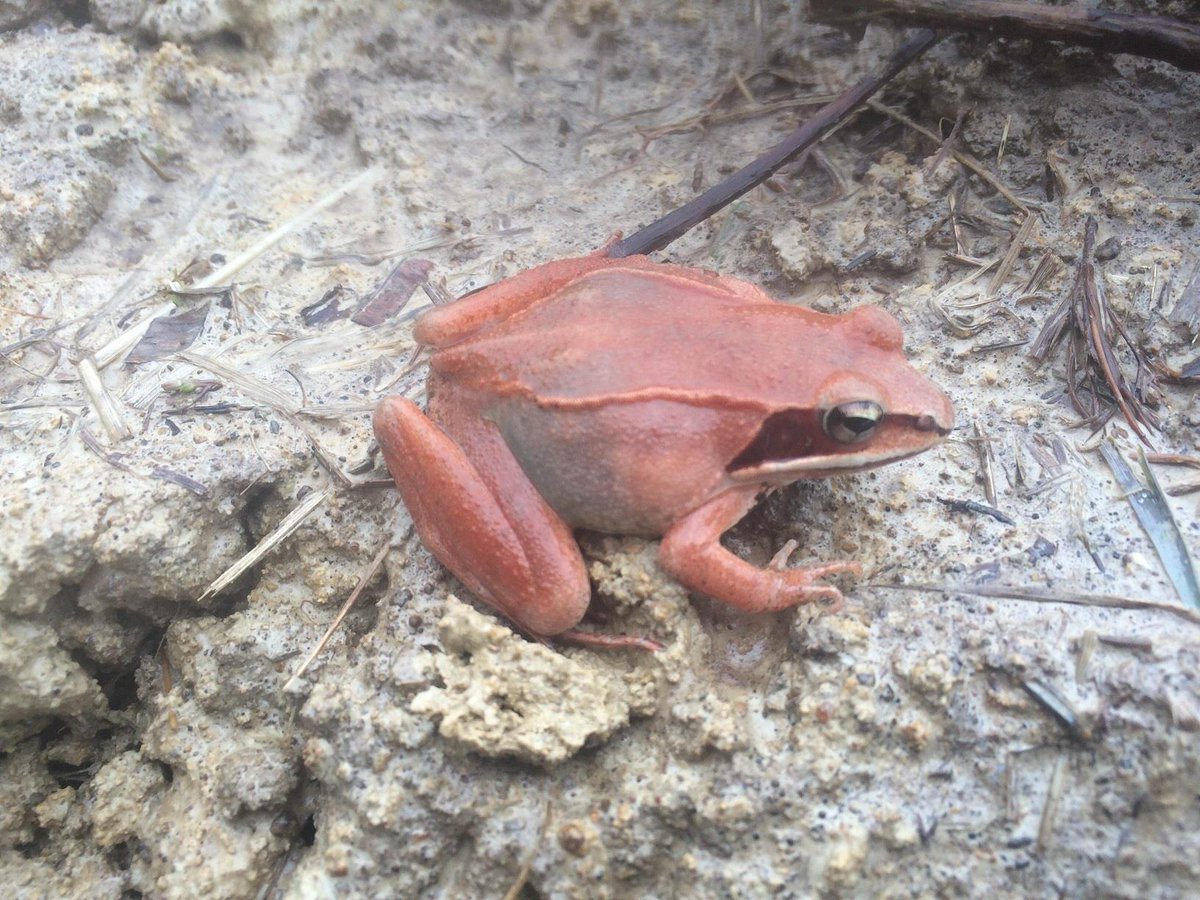 Archived: USFWS Midwest Region on X: Pink #frogs? Yes! Check out
