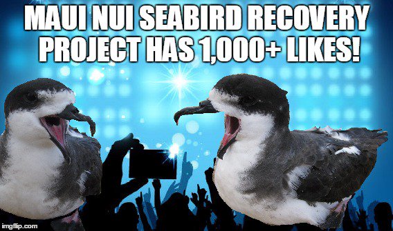 #AlohaFriday Hit the 1,000 milestone on our Facebook facebook.com/mauinuiseabirds Thank you! #Saveourseabirds #maui