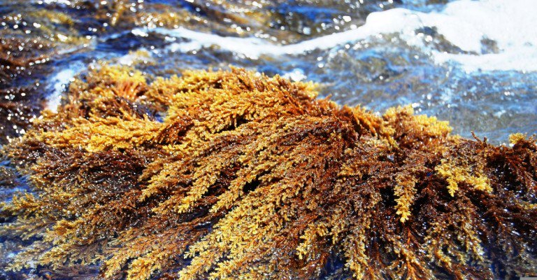 buggypower_lda's tweet photo. #MarBiotech fight #cancer with brown #seaweed: extract broke down cancer tumors in vitro. https://t.co/Nu7pnOLwoQ https://t.co/NmjNBdbP9m