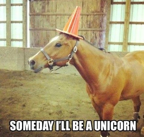 centaur_fencing's tweet photo. Or maybe... a Centaur?? :) Happy Funny Friday everyone! #horsejokes #horsingaround #itsokitsfriday #FridayFeeling https://t.co/45DaatmYF5