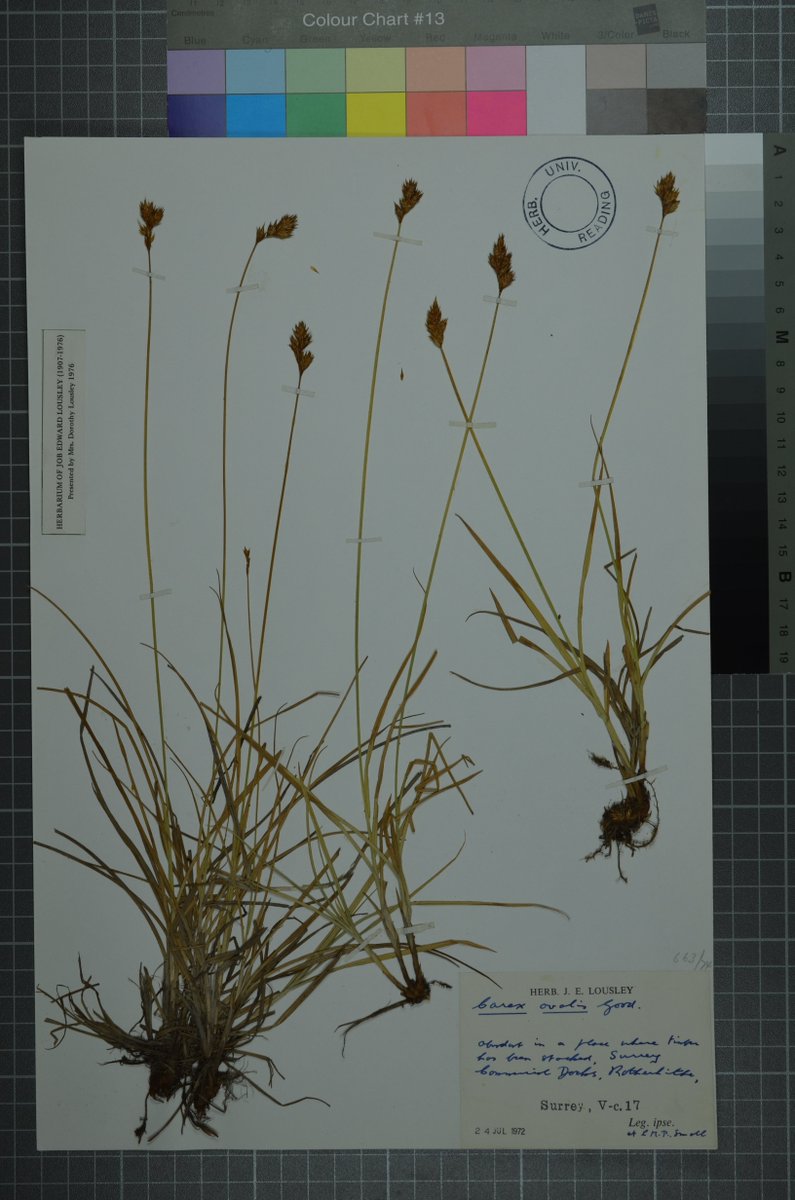 JahSkipper's tweet photo. @LemonStephen @BSBIbotany @drmgoeswild came across these specimens @RNGherb might be miss-identified, any ideas? https://t.co/VGCRun7qAU
