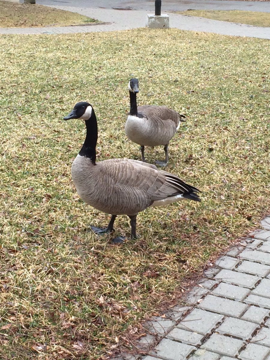 josethegoose's tweet photo. @gooseguru520 @KingGooseofUW Yup theyre doing fine! We kept them away from this whole situation for their own safety https://t.co/pTKXD6EM36