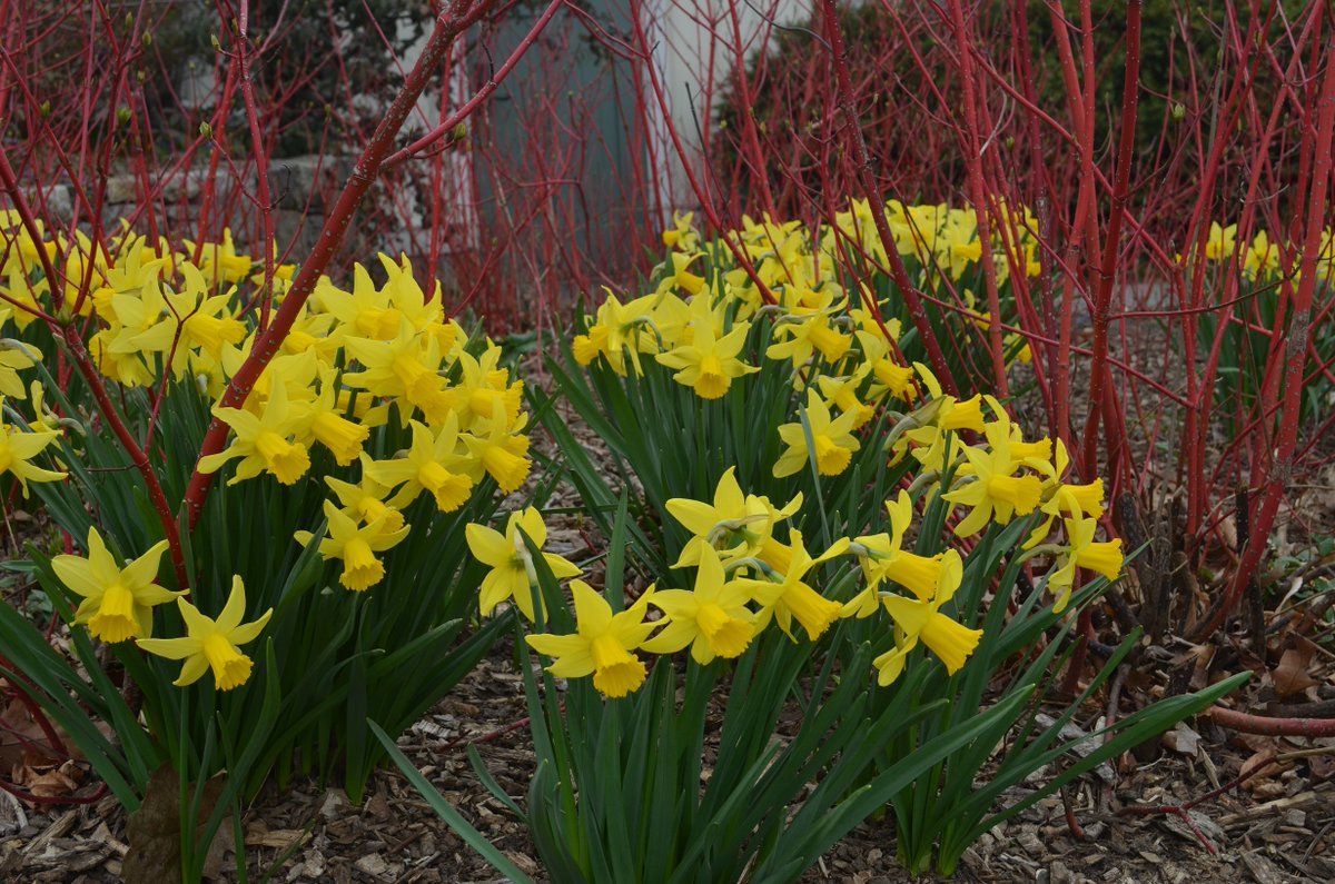 WaveHill's tweet photo. #Daffodils add #spring color to the gardens. Find these gems along to path to #WaveHillHouse https://t.co/AknJjt6zkU