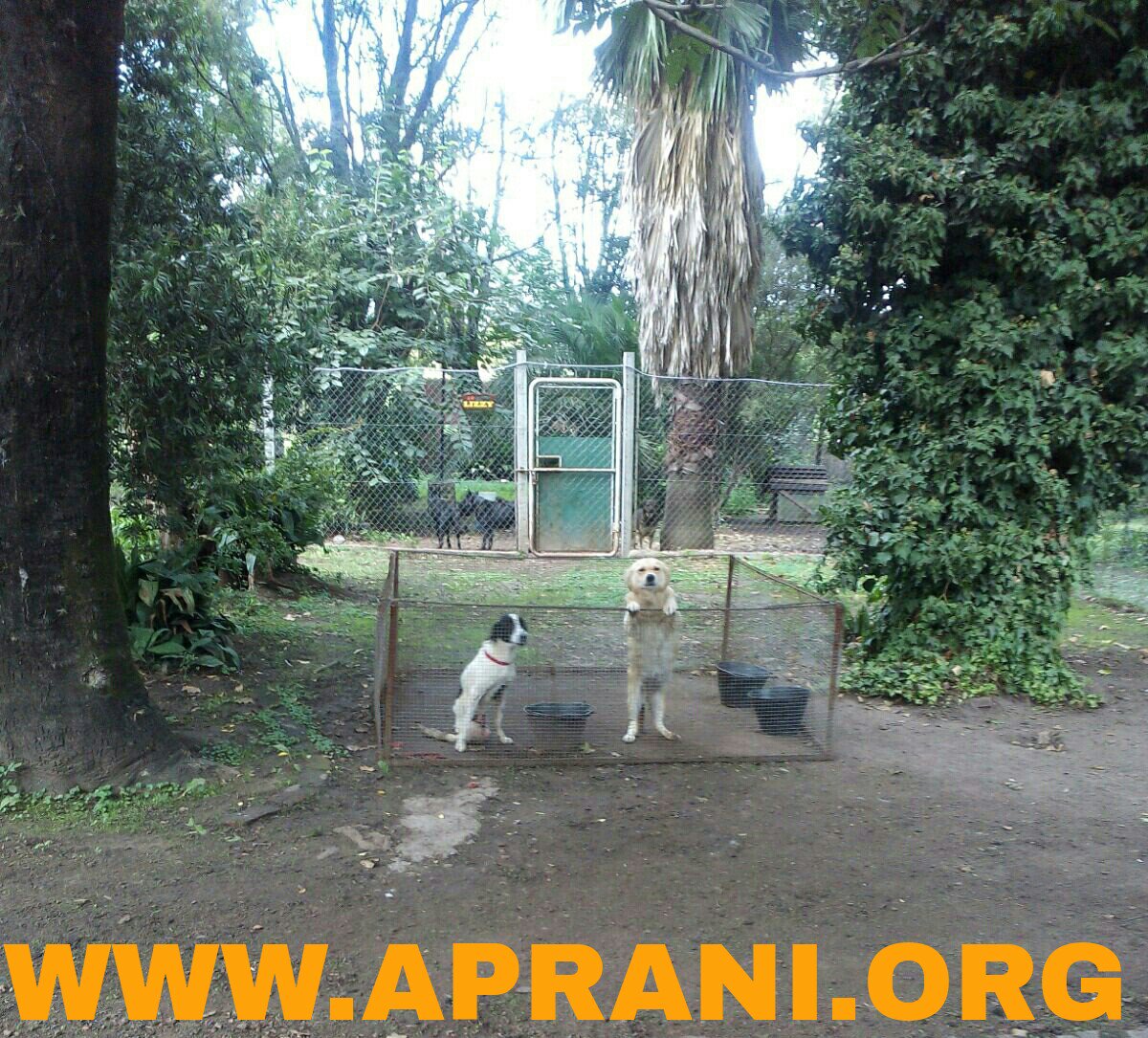 ayudandoaaprani's tweet photo. Están bajo nuestro cuidado 🐶 discas, toda donación nos ayuda: vendas, mantas, cintas de enmascarar,ect #RT por favor https://t.co/QjnyC1tRjS