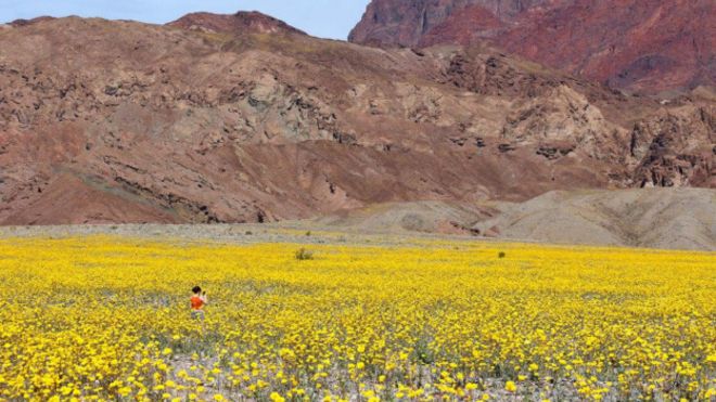 bbcbrasil's tweet photo. Em imagens: A 'inundação' de flores no deserto mais quente do mundo https://t.co/UKSgn759UP https://t.co/26rNcd1CBO