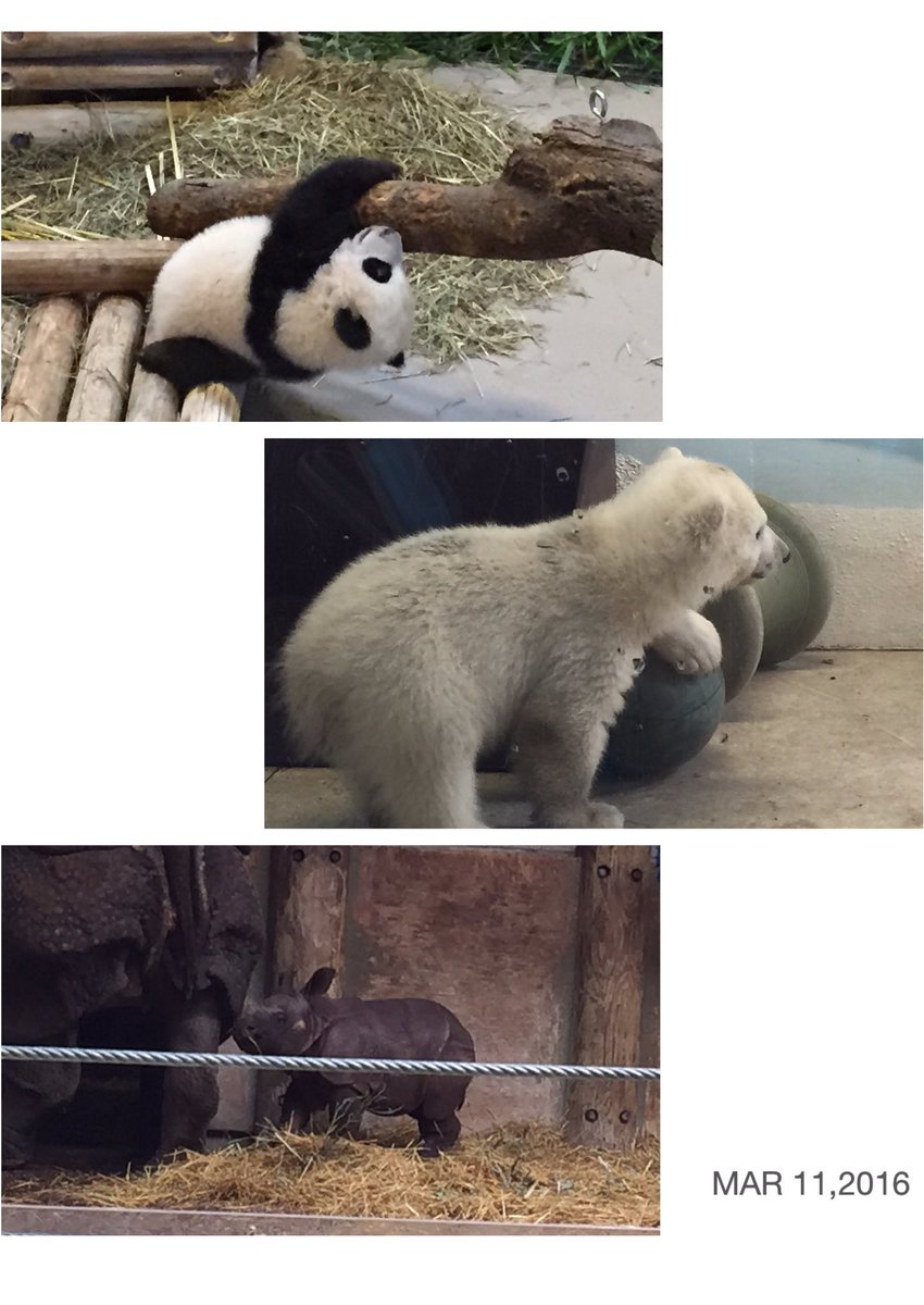 dcsandrax's tweet photo. Lovin' the babies @TheTorontoZoo Went for the pandas but the rhino is a doll. #pandawatch https://t.co/bY5hVldHkW