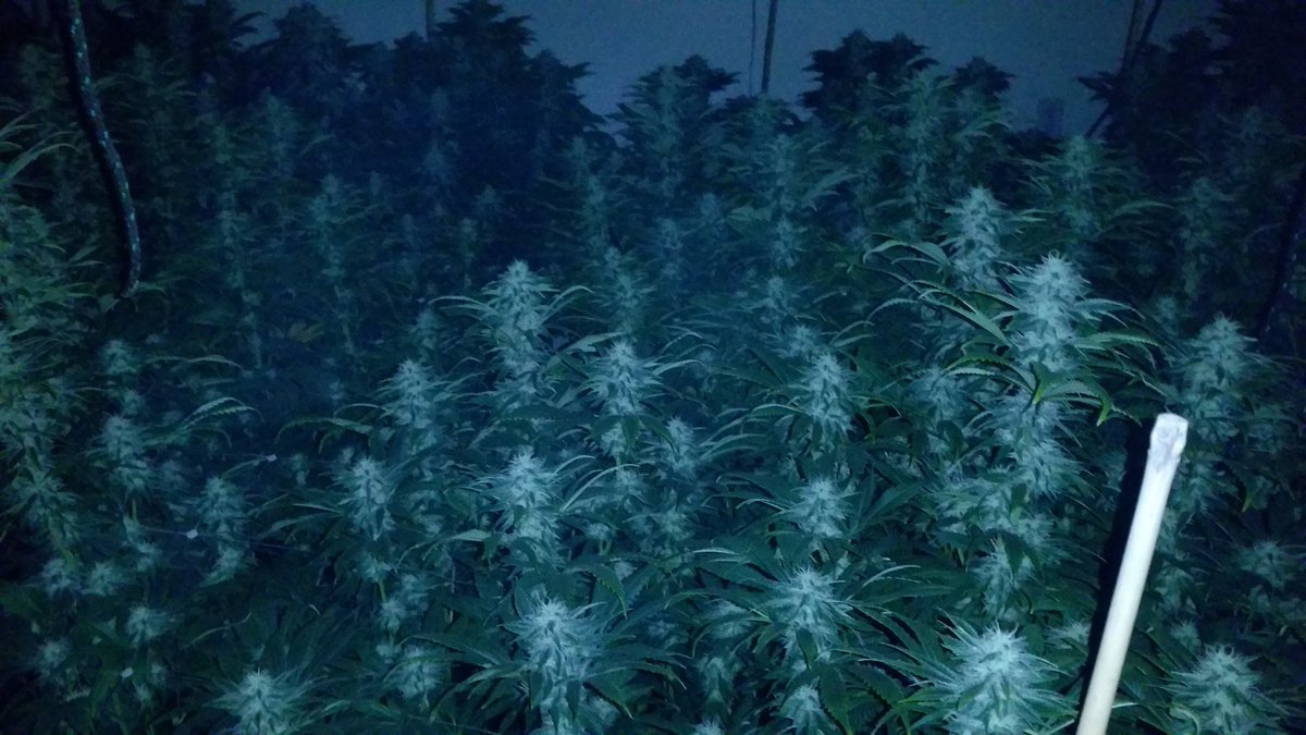 GoodHerbPodcast's tweet photo. #Cherrycheeks707.com #marijuana #motivation #dreammakers #clones #mothers on deck https://t.co/tC6eHWLUZ6