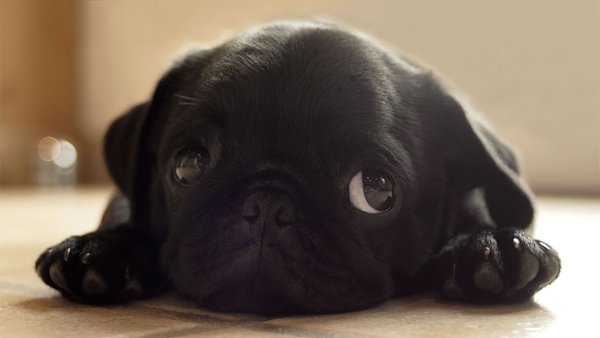 CutePicsOfPugs's tweet photo. I NEED IT https://t.co/DT093SQckt