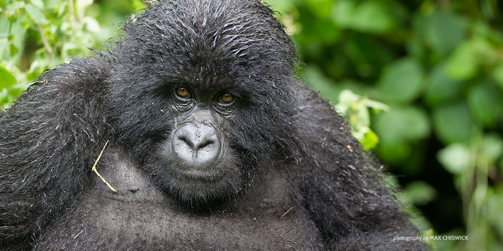 AWF_Official's tweet photo. Habitat loss is the greatest threat to wildlife, but many don't know it. RT to raise awareness. #AWFadvocate https://t.co/omDEiV77Me