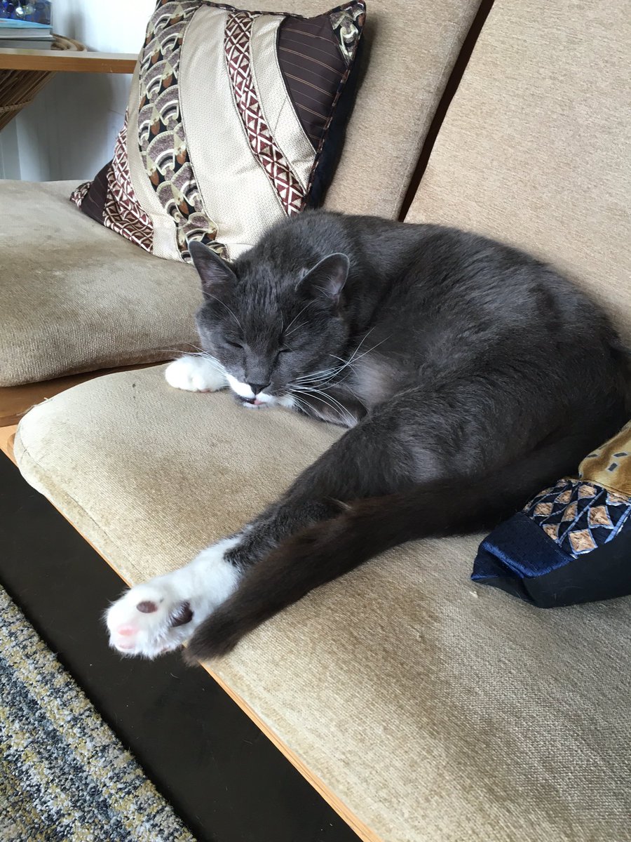 neuronimo's tweet photo. Resident cat at my neighborhood vet is *unphased* by any number of antsy dogs in the lobby. https://t.co/QOSrr6igvi