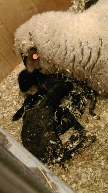MsDolanSC's tweet photo. Congrats to the AG department's, Maggie, on the birth of her twin lambs!  #OperationBoPeep #AGeducation https://t.co/DEY0Vgn0tq