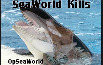 h0t_p0ppy's tweet photo. #SeaWorld Kills This is a fact 
#DontGoToSeaWorld
#OpSeaWorld https://t.co/qfnNlzuzcV